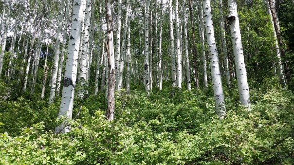 It was a nice hike.  Tried to recite a little Robert Frost.  However, taking the road less traveled is not always a good thing.  It turns a one hour walk into a 3 hour tour.  