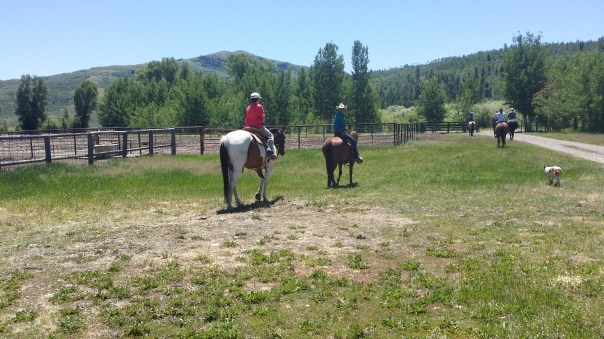 Heading back to the barn.  It was a good day. 